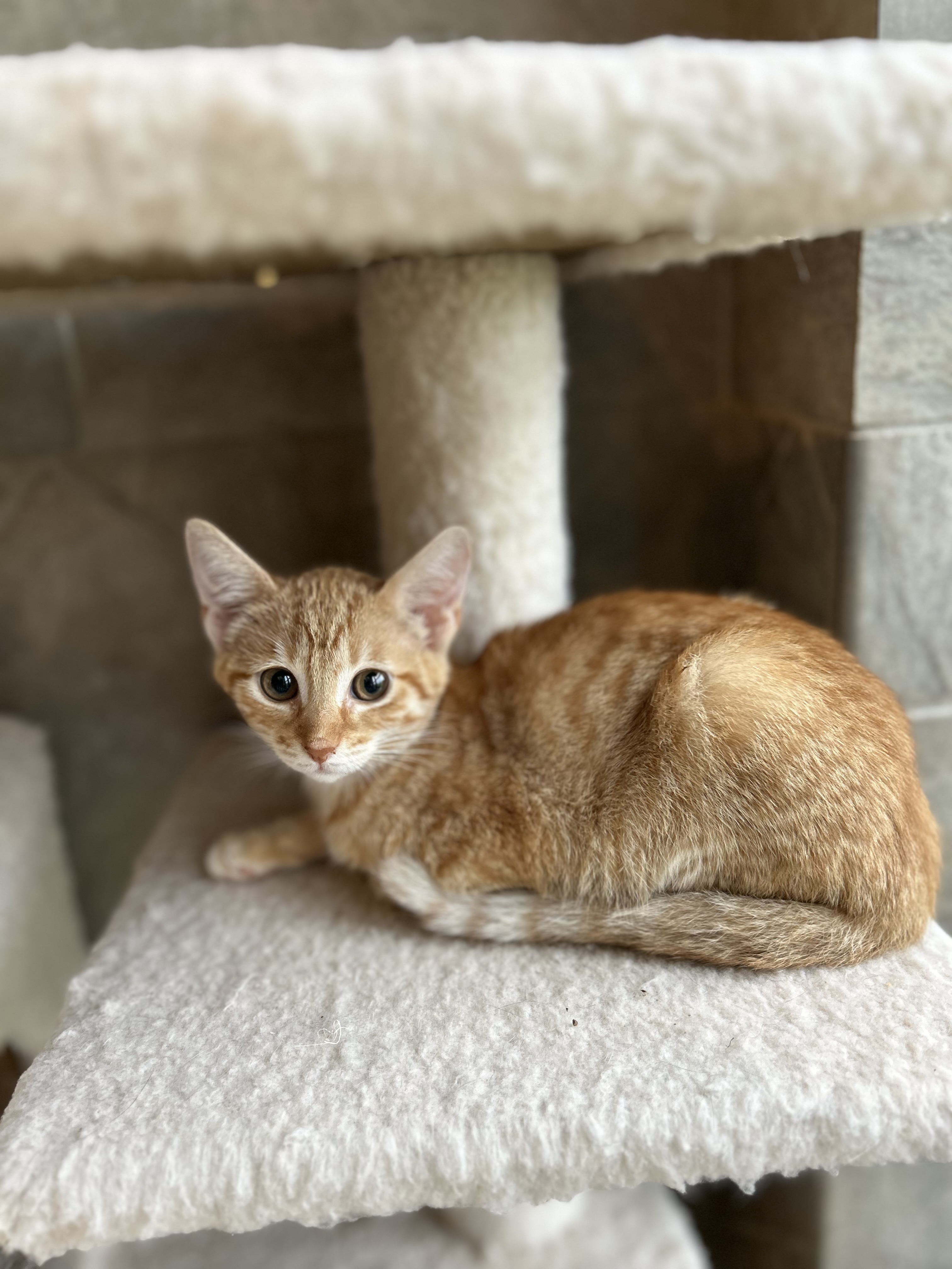 Enlarge Ophelia, a Adoptable Domestic Short Hair in Seguin, TX image 2/4