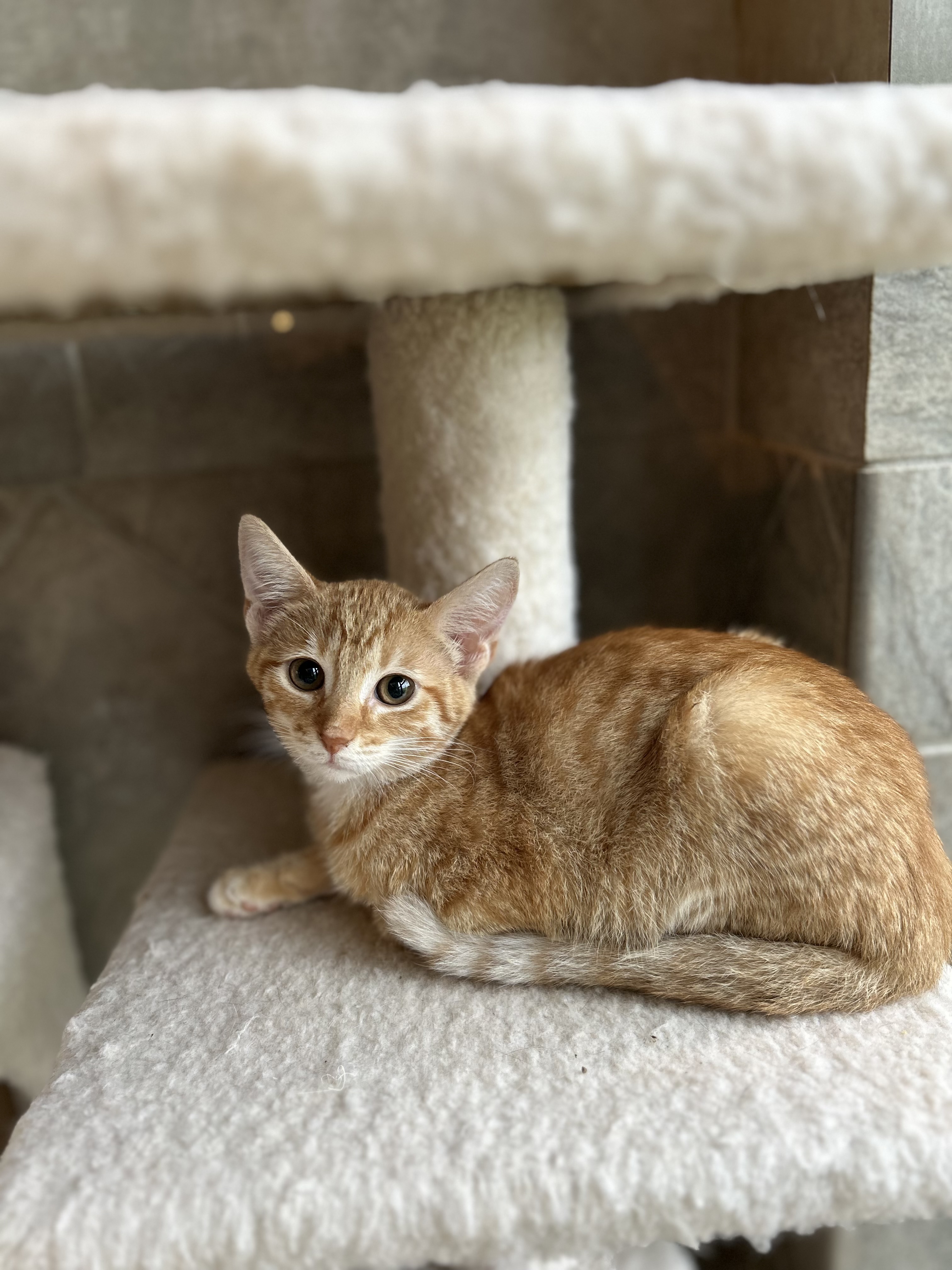 Enlarge Ophelia, a Adoptable Domestic Short Hair in Seguin, TX image 4/4