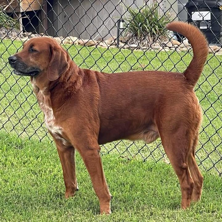 Chance, Adoptable, Senior Male Mixed Breed.