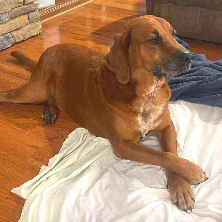 Chance, a Adoptable Mixed Breed in Jefferson city, TN image 2/3