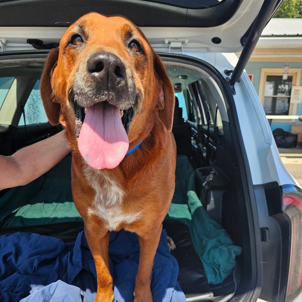Chance, a Adoptable Mixed Breed in Jefferson city, TN image 3/3