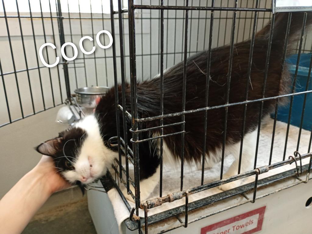 Enlarge Coco, a Adoptable mixed breed in Saint James, MN image 1/2
