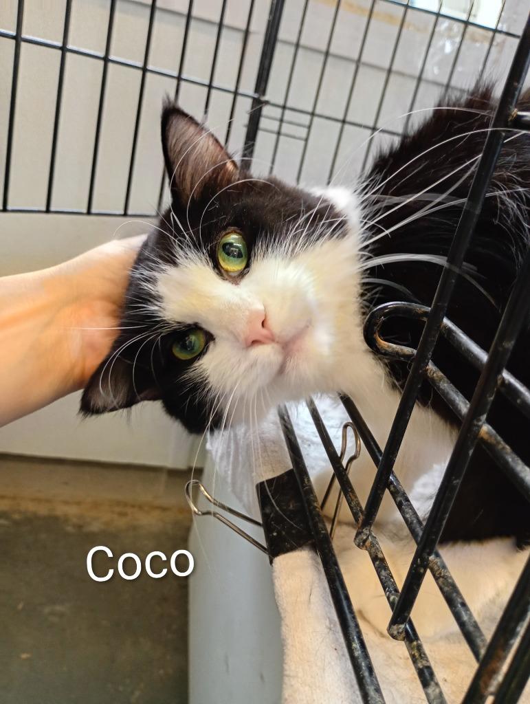 Enlarge Coco, a Adoptable mixed breed in Saint James, MN image 2/2