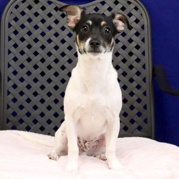 Ranger, Adoptable, Young Male Terrier.