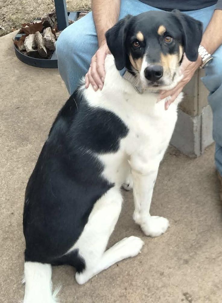 Enlarge Buddy, an adopted mixed breed in Denver, CO image 1/6