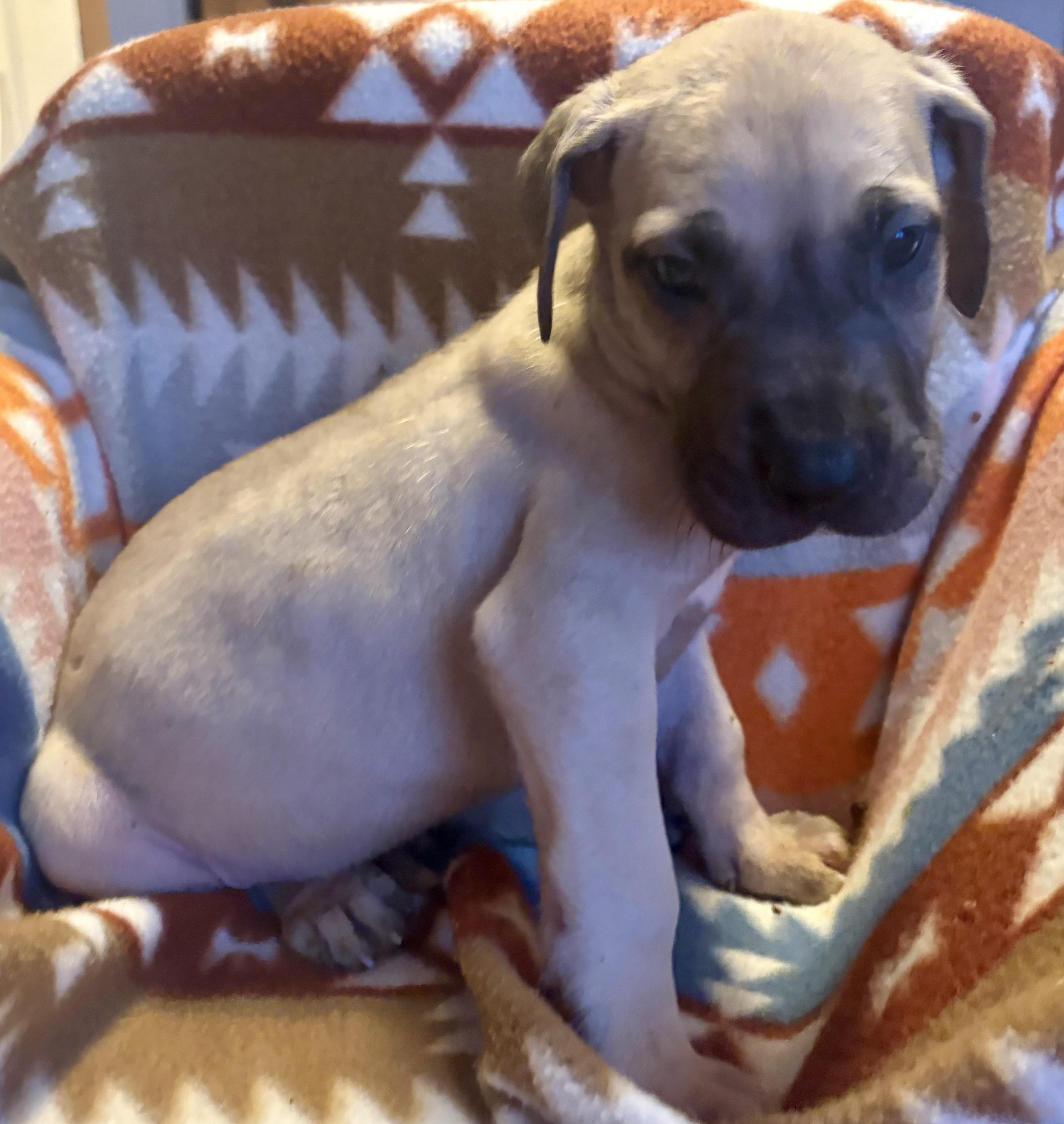 Enlarge Rose, an adopted Great Dane in Knoxville, TN image 1/2