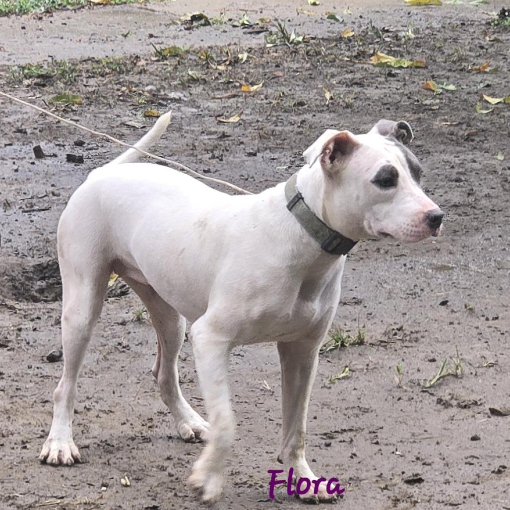 Enlarge Flora, a Adoptable Mixed Breed in Memphis, TN image 1/2