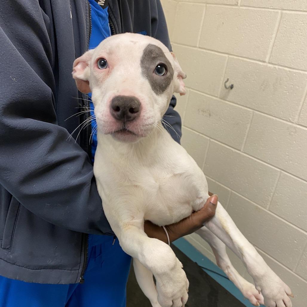 Enlarge Flora, a Adoptable Mixed Breed in Memphis, TN image 2/2