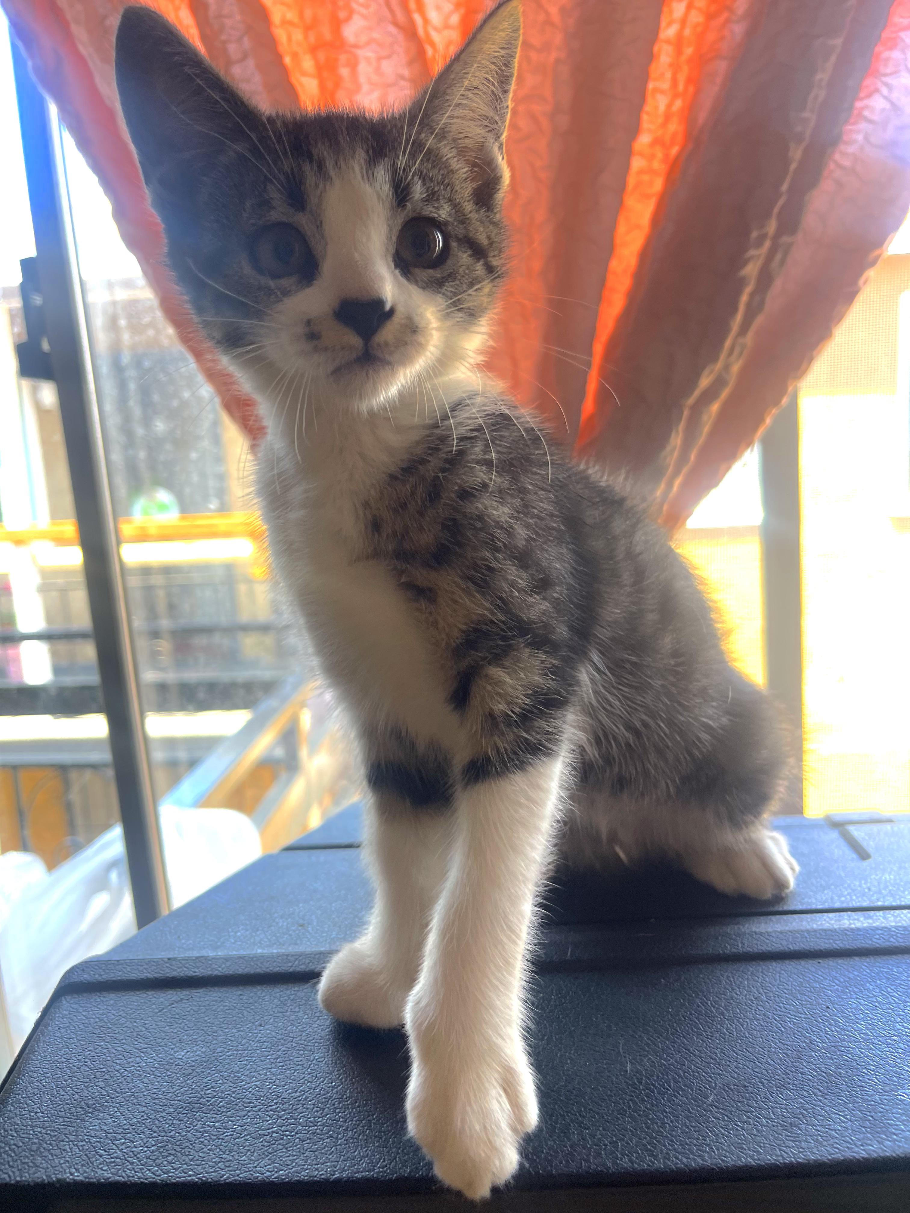 Bibi Domestic Short Hair Cat