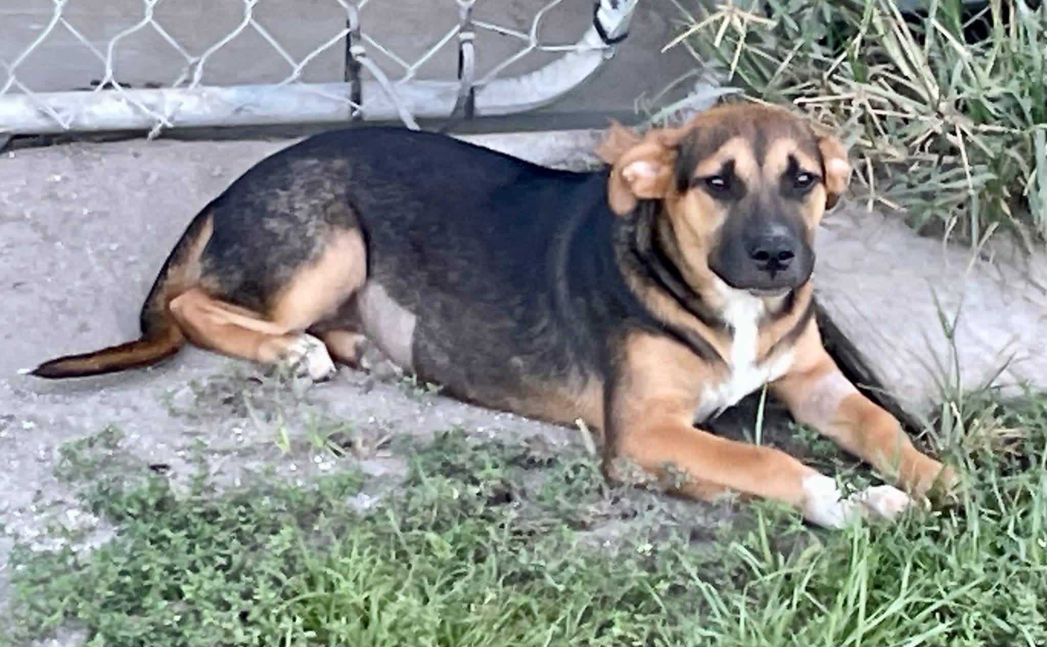 Enlarge Lyla, a Adoptable mixed breed in Augusta, ME image 1/1