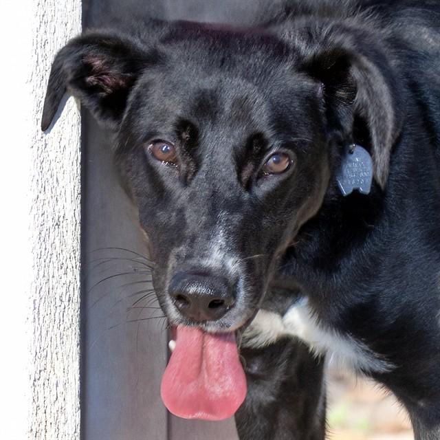 RIVER, Adoptable, Young Male German Shepherd Dog & Mixed Breed.
