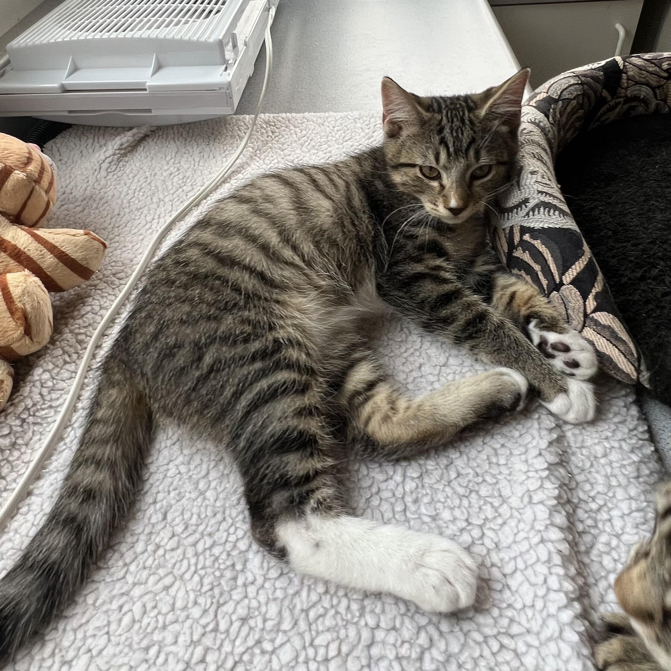 Enlarge Larry, a ADOPTABLE Tabby in Portland, OR image 2/4