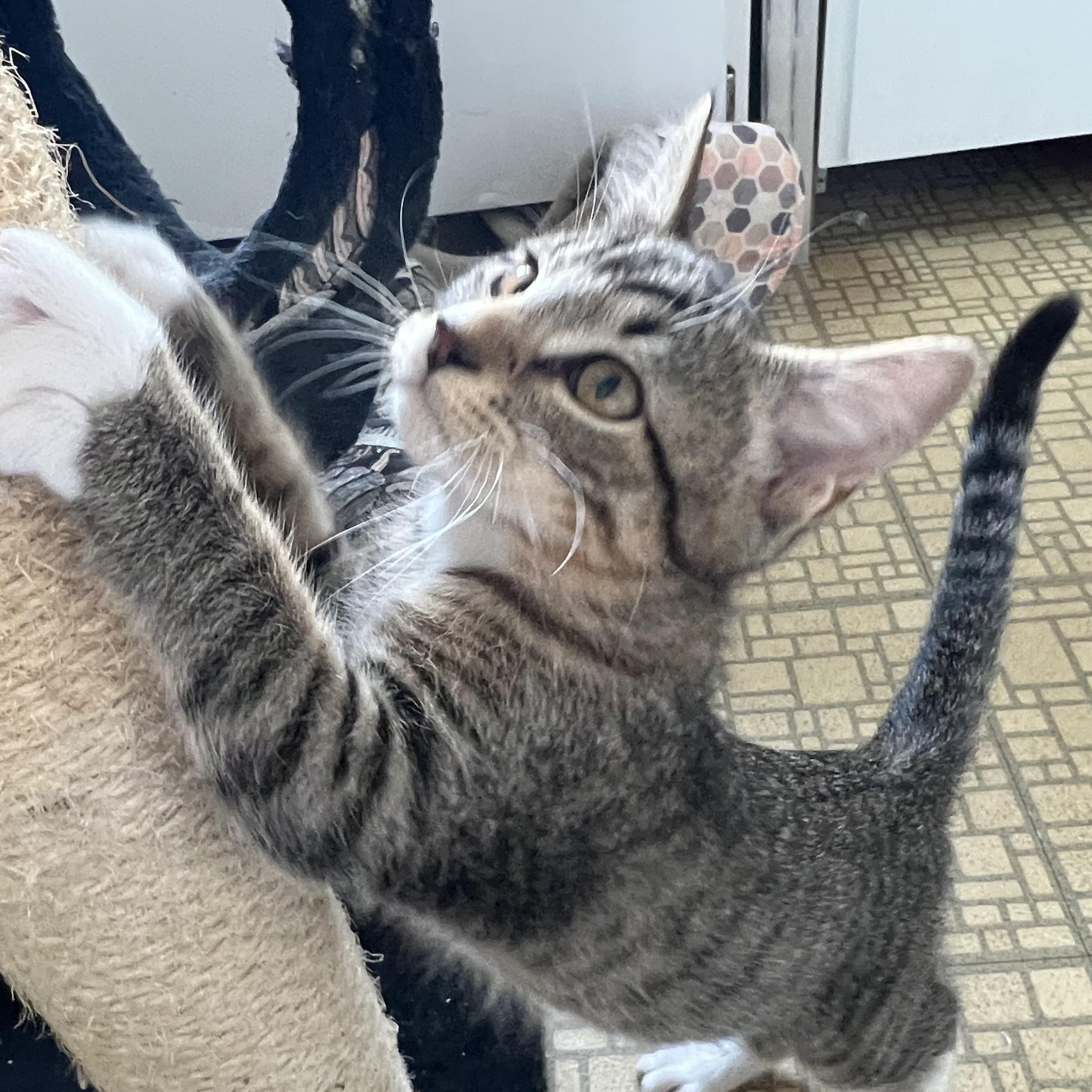 Enlarge Larry, a ADOPTABLE Tabby in Portland, OR image 3/4