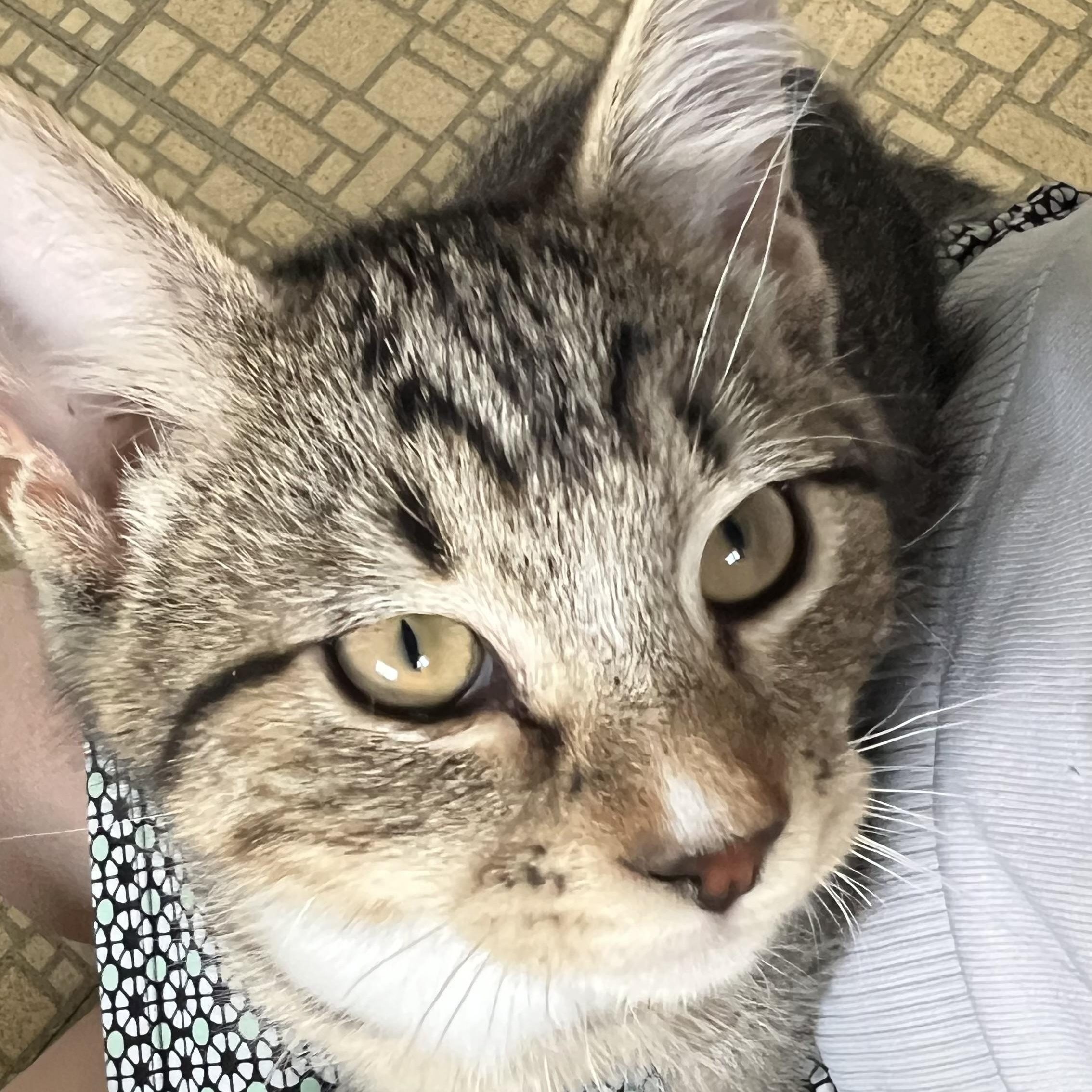 Larry, ADOPTABLE, Kitten Male Tabby.