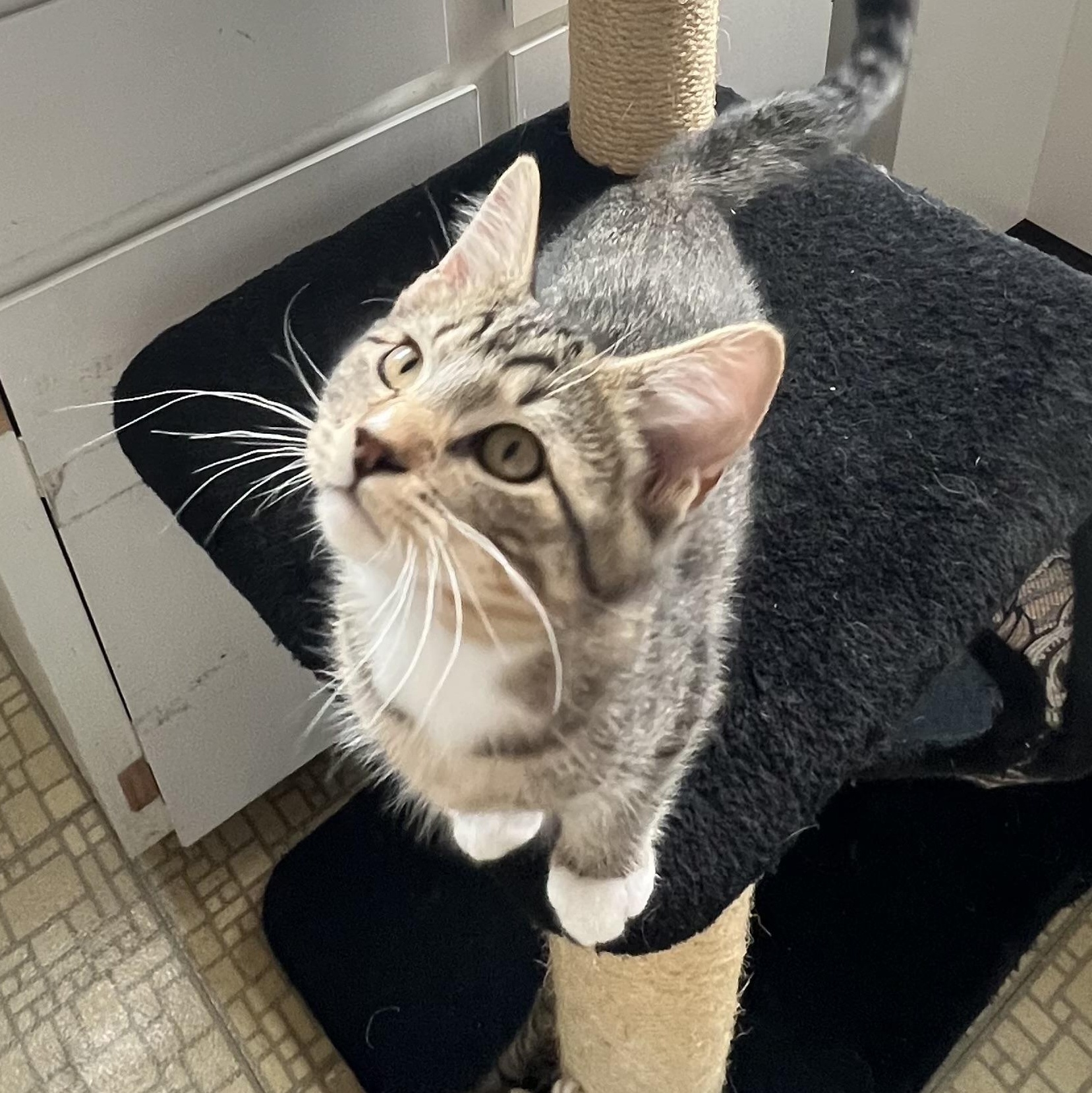 Enlarge Larry, a ADOPTABLE Tabby in Portland, OR image 4/4