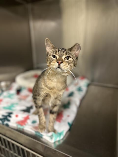 Enlarge PRECIOUS, a Adoptable Domestic Short Hair in West Valley City, UT image 1/1