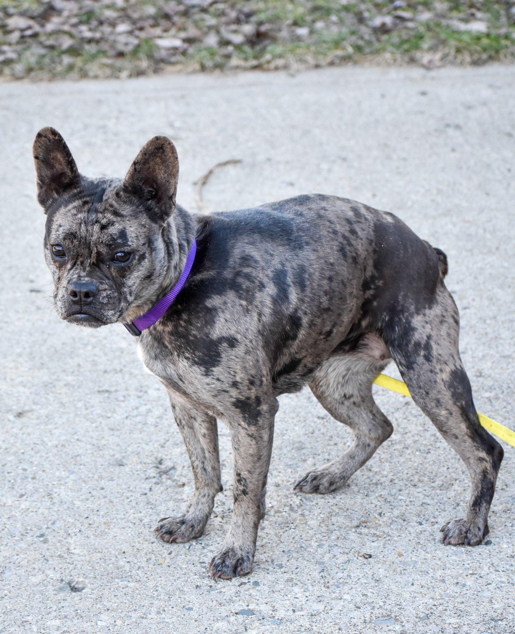 Jazzy, an adopted mixed breed in Indianapolis, IN image 2/2