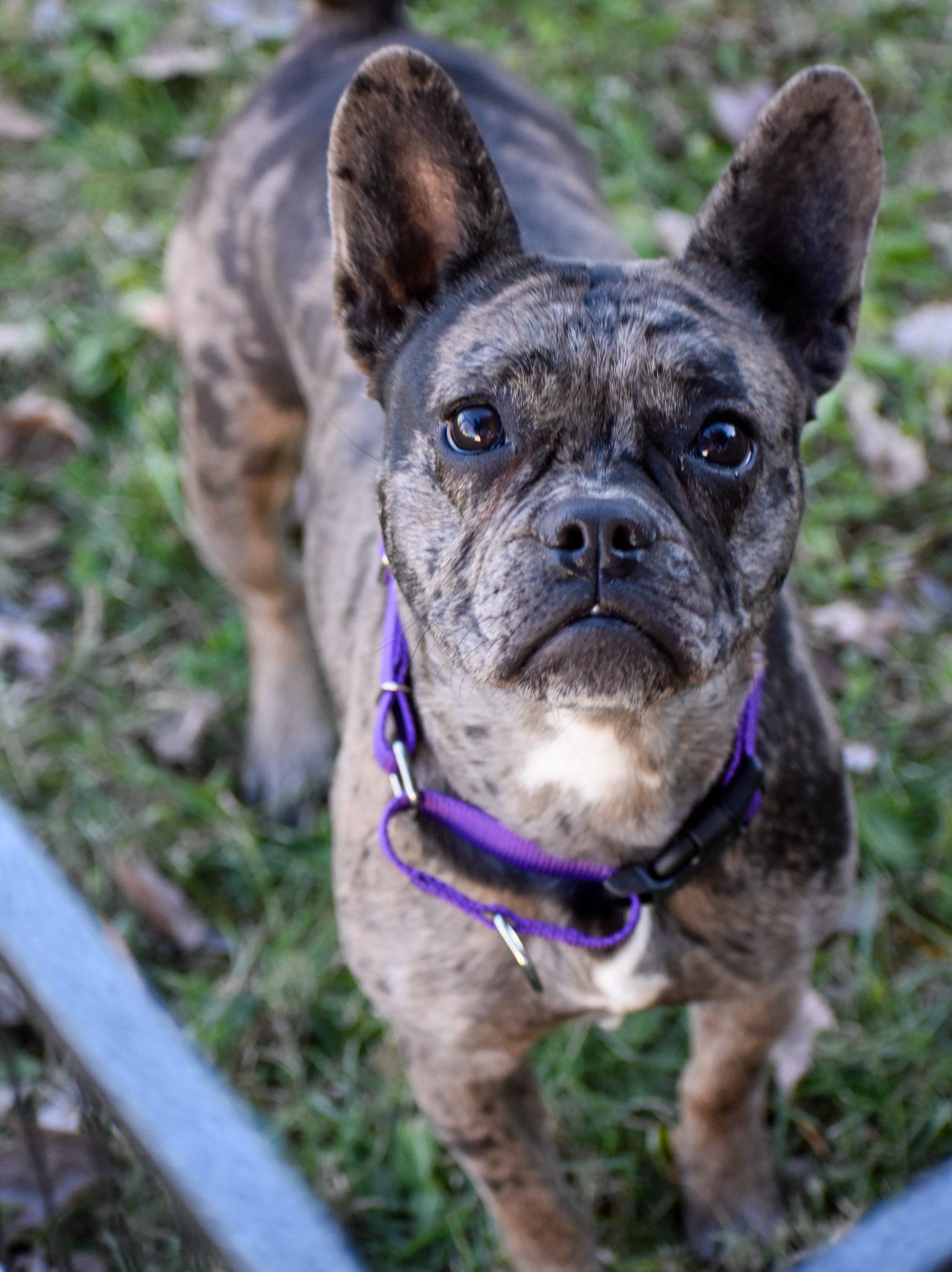 Jazzy, an adopted mixed breed in Indianapolis, IN image 1/2