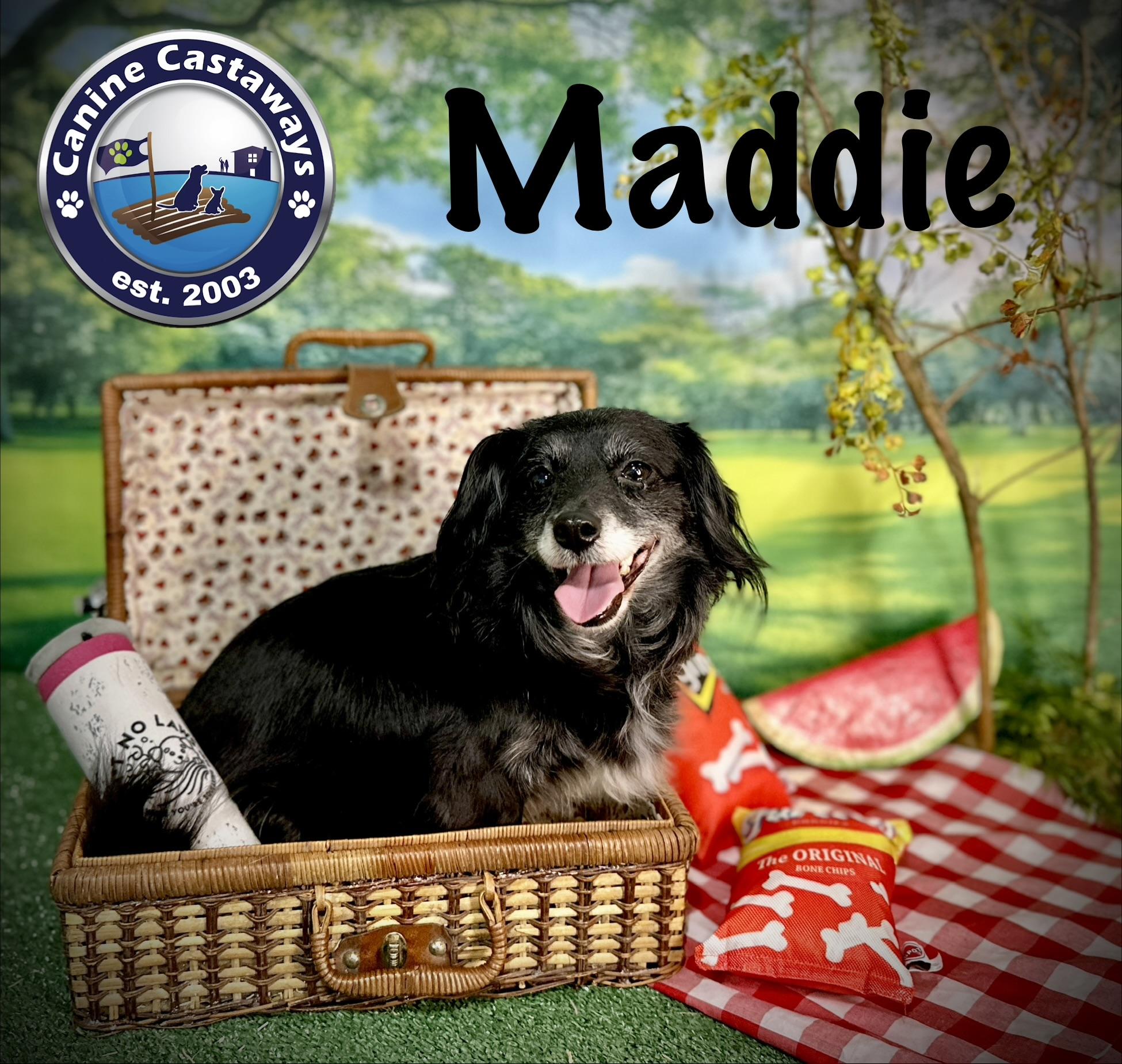 Enlarge Maddie, a ADOPTABLE mixed breed in Arcadia, FL image 3/3