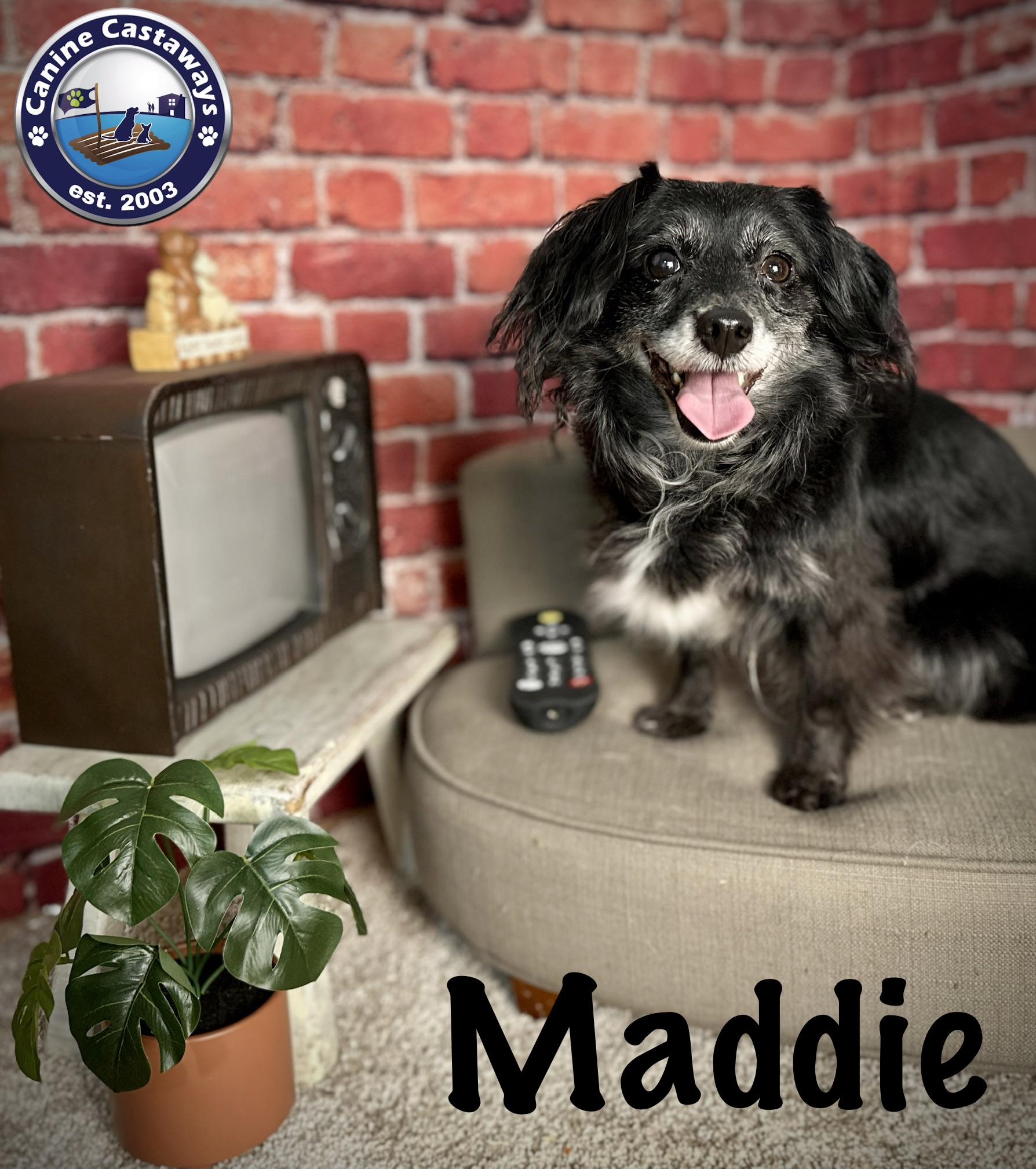 Maddie, ADOPTABLE, Adult Female Dachshund (Miniature Long Haired).