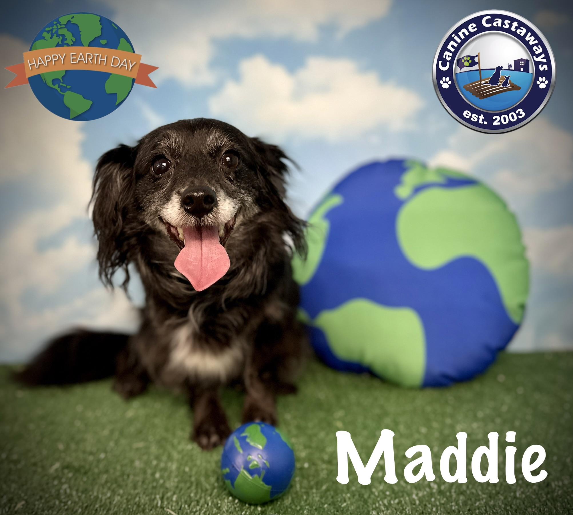 Enlarge Maddie, a ADOPTABLE mixed breed in Arcadia, FL image 2/3