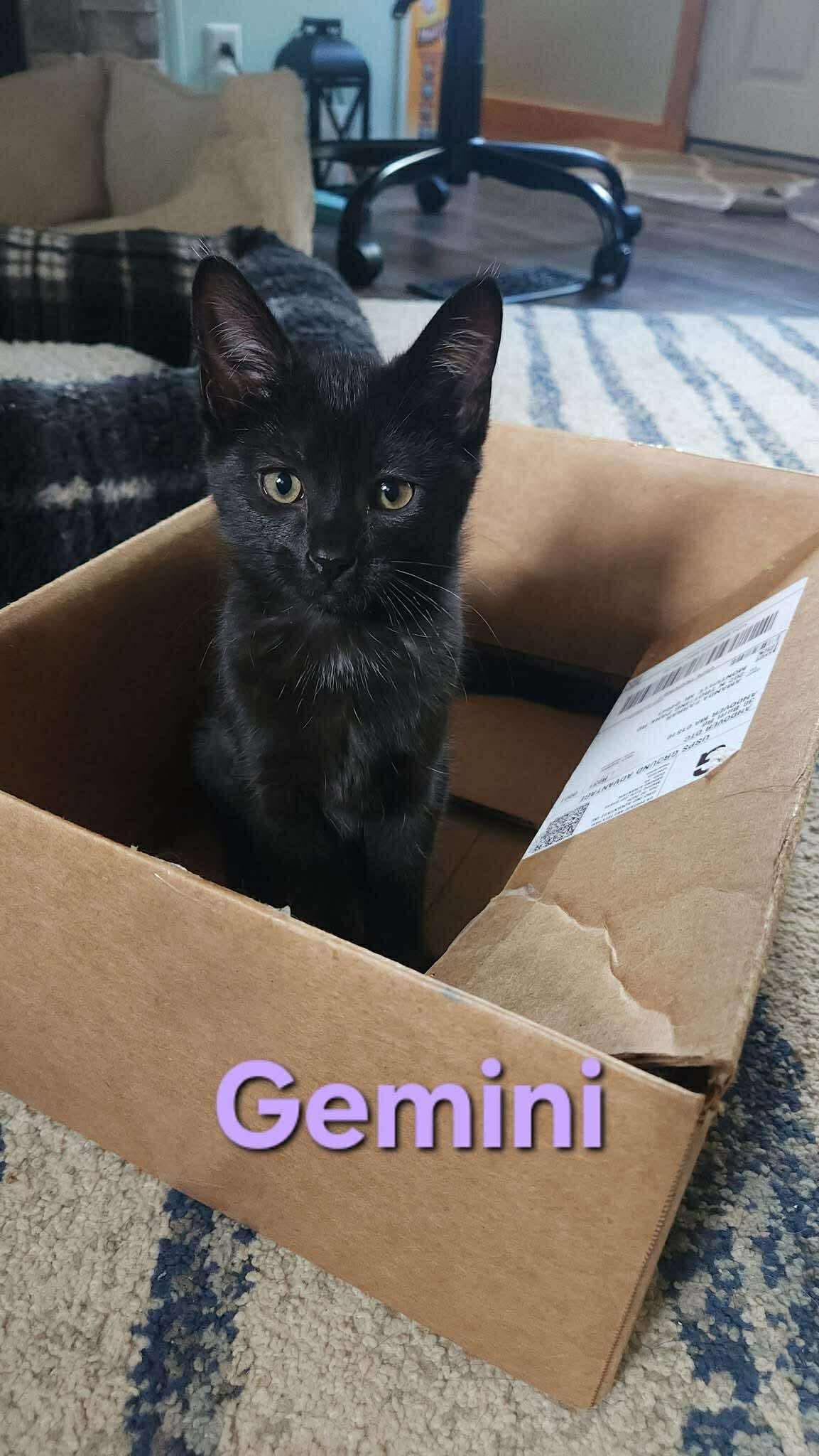 Gemini, an adoptable Domestic Short Hair in Brooks, ME, 04921 | Photo Image 1