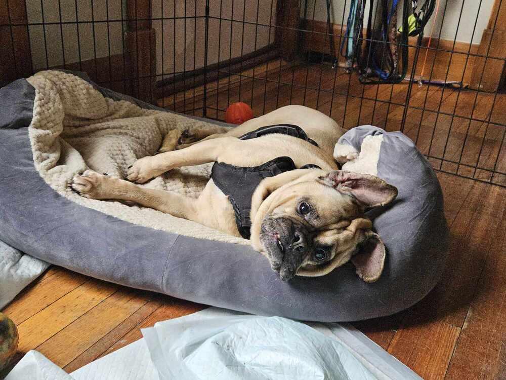 Brutus, a Adopted mixed breed in Urbana, IL image 1/2