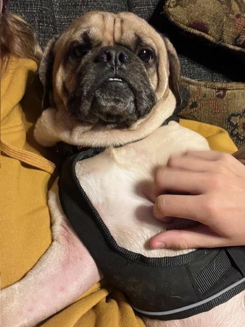 Brutus, a Adopted mixed breed in Urbana, IL image 2/2