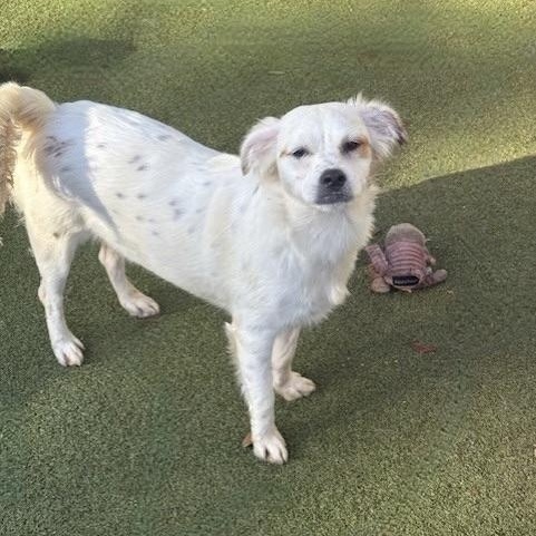 Enlarge aylesbury, a Adoptable mixed breed in Houston, TX image 5/5