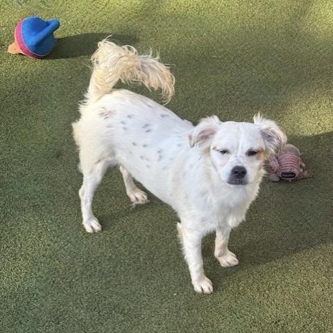 Enlarge aylesbury, a Adoptable mixed breed in Houston, TX image 1/5