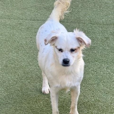 Enlarge aylesbury, a Adoptable mixed breed in Houston, TX image 2/5