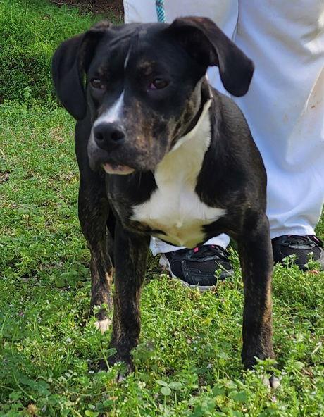 Enlarge 251853  Peppermint, a Adoptable mixed breed in Wetumpka, AL image 1/3