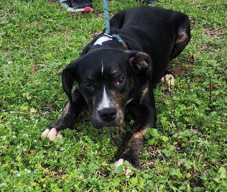 Enlarge 251853  Peppermint, a Adoptable mixed breed in Wetumpka, AL image 2/3