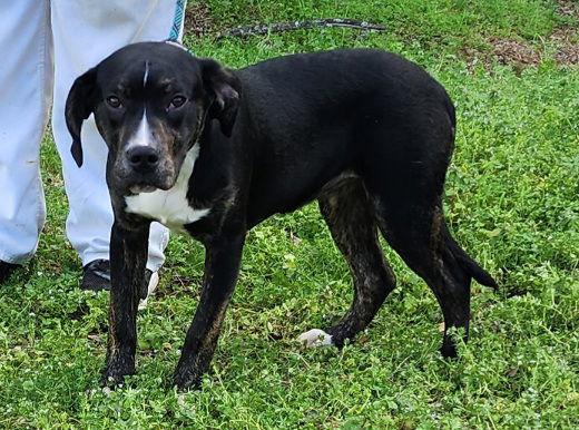 Enlarge 251853  Peppermint, a Adoptable mixed breed in Wetumpka, AL image 3/3