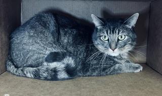 Enlarge PERCY, a Adoptable Domestic Short Hair in Norco, CA image 1/1