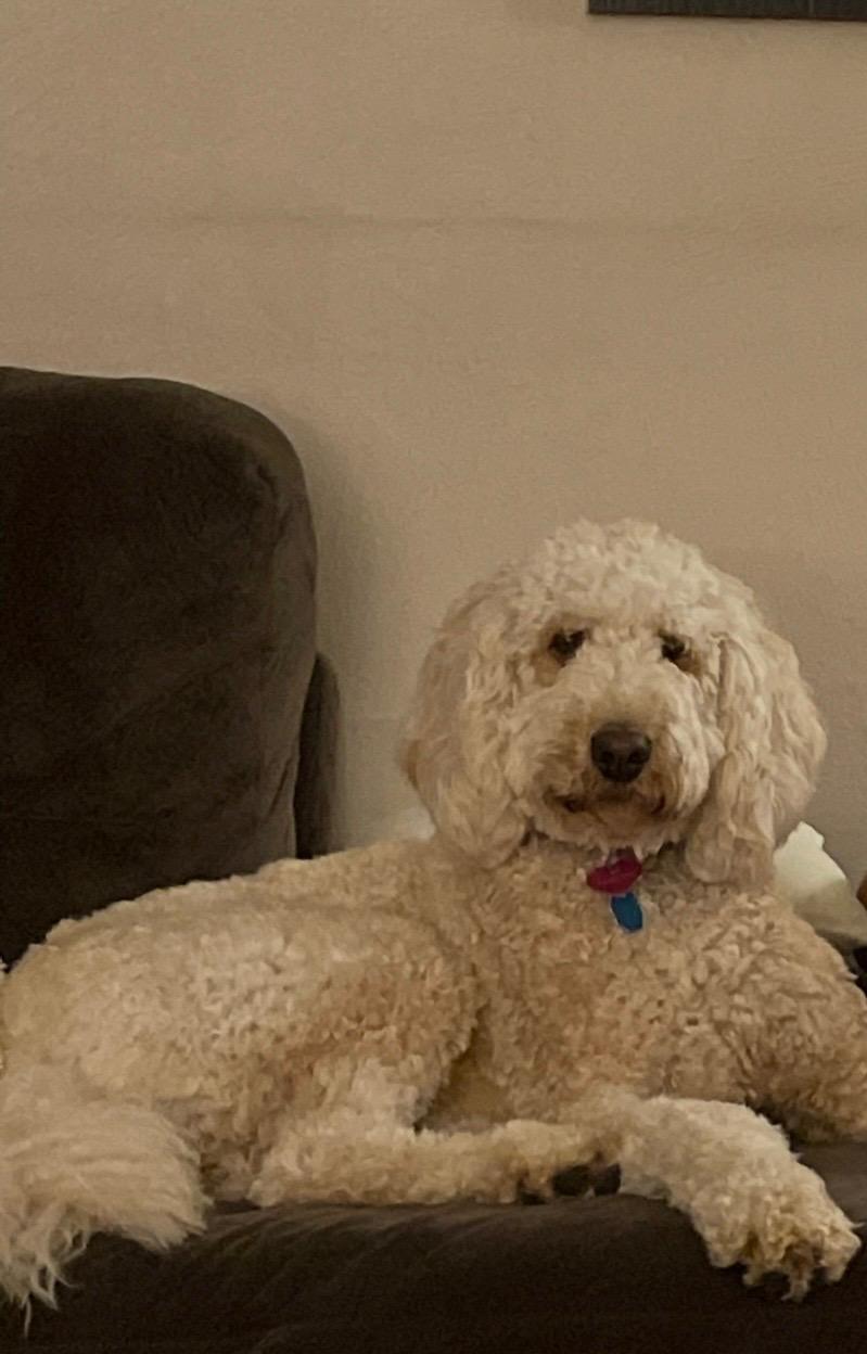 Enlarge Ginger, a Adoptable Goldendoodle in CHARLEROI, PA image 2/4