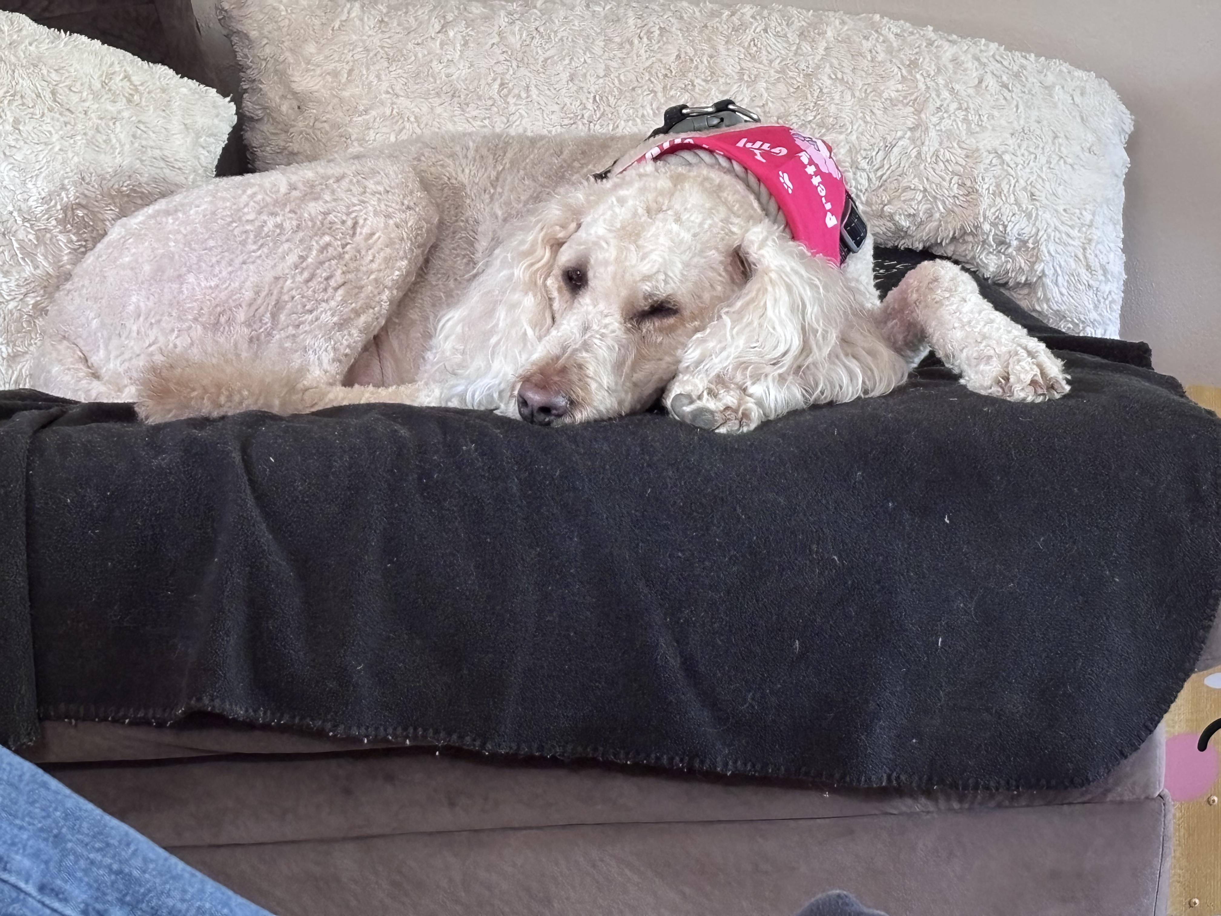 Enlarge Ginger, a Adoptable Goldendoodle in CHARLEROI, PA image 3/4