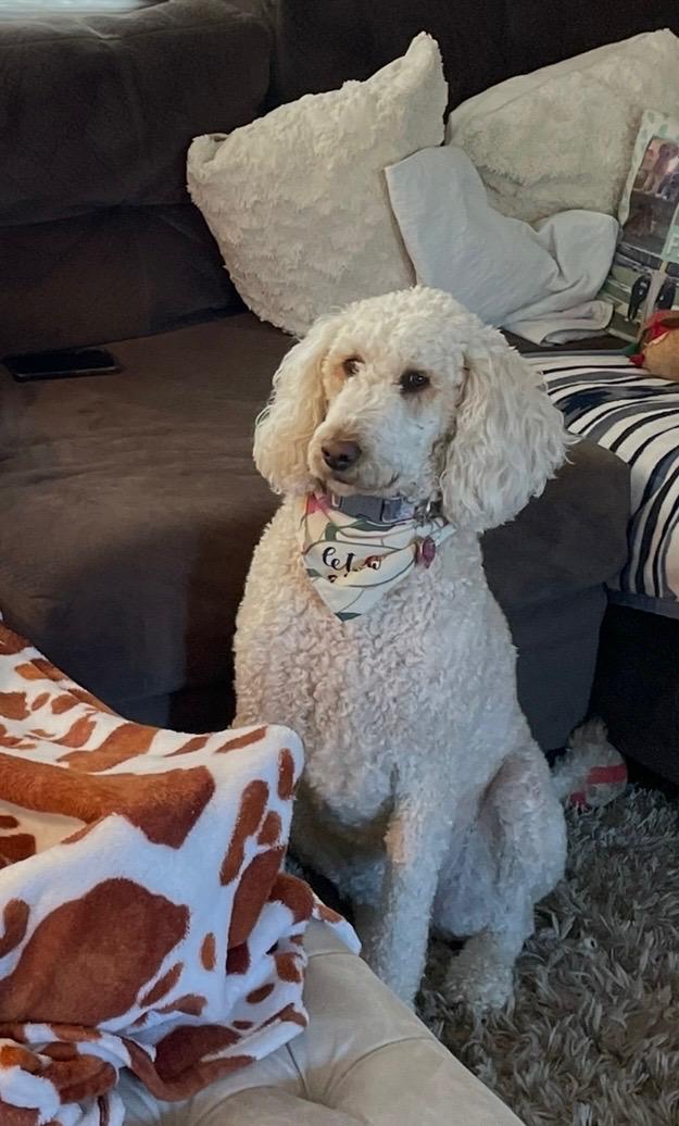 Enlarge Ginger, a Adoptable Goldendoodle in CHARLEROI, PA image 4/4