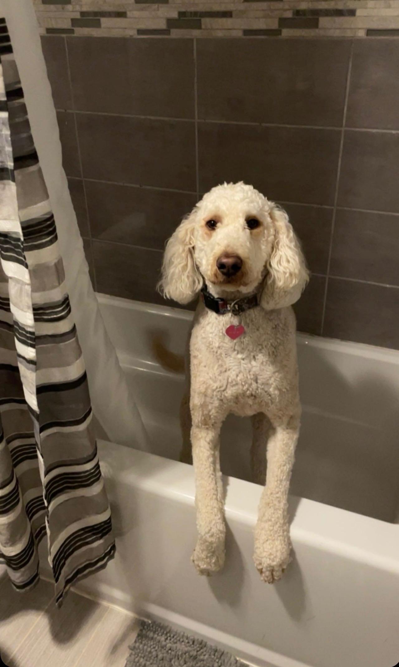 Enlarge Ginger, a Adoptable Goldendoodle in CHARLEROI, PA image 1/4