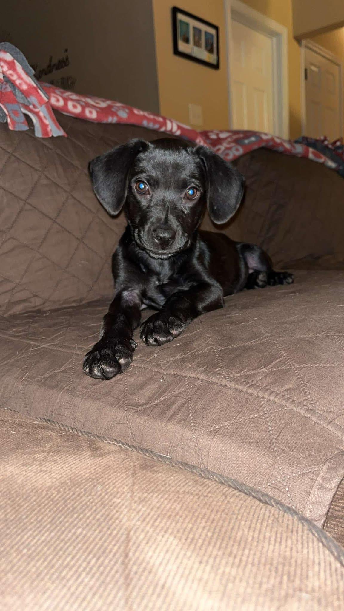 Pepper photo 3