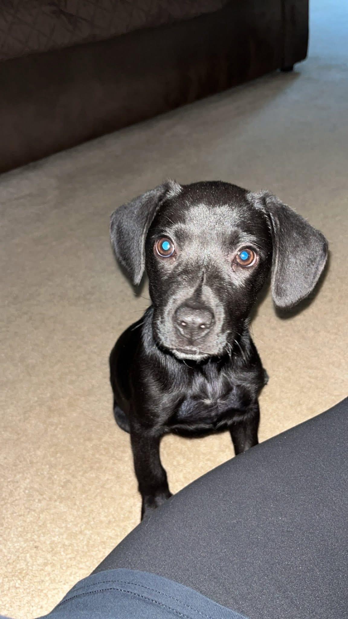 Pepper photo 2