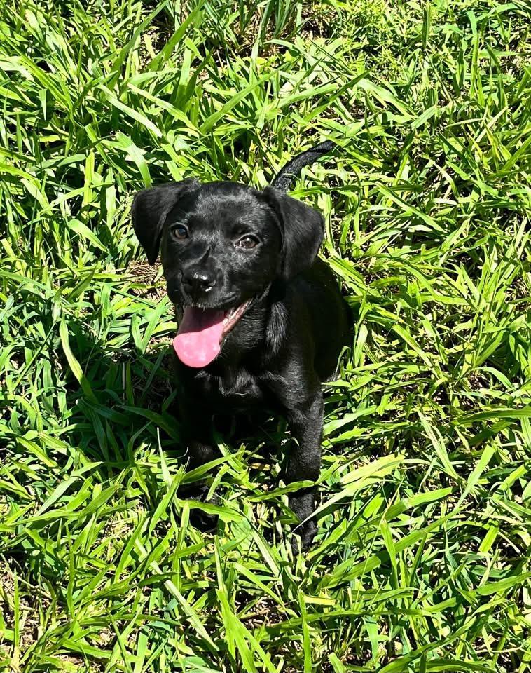 Pepper