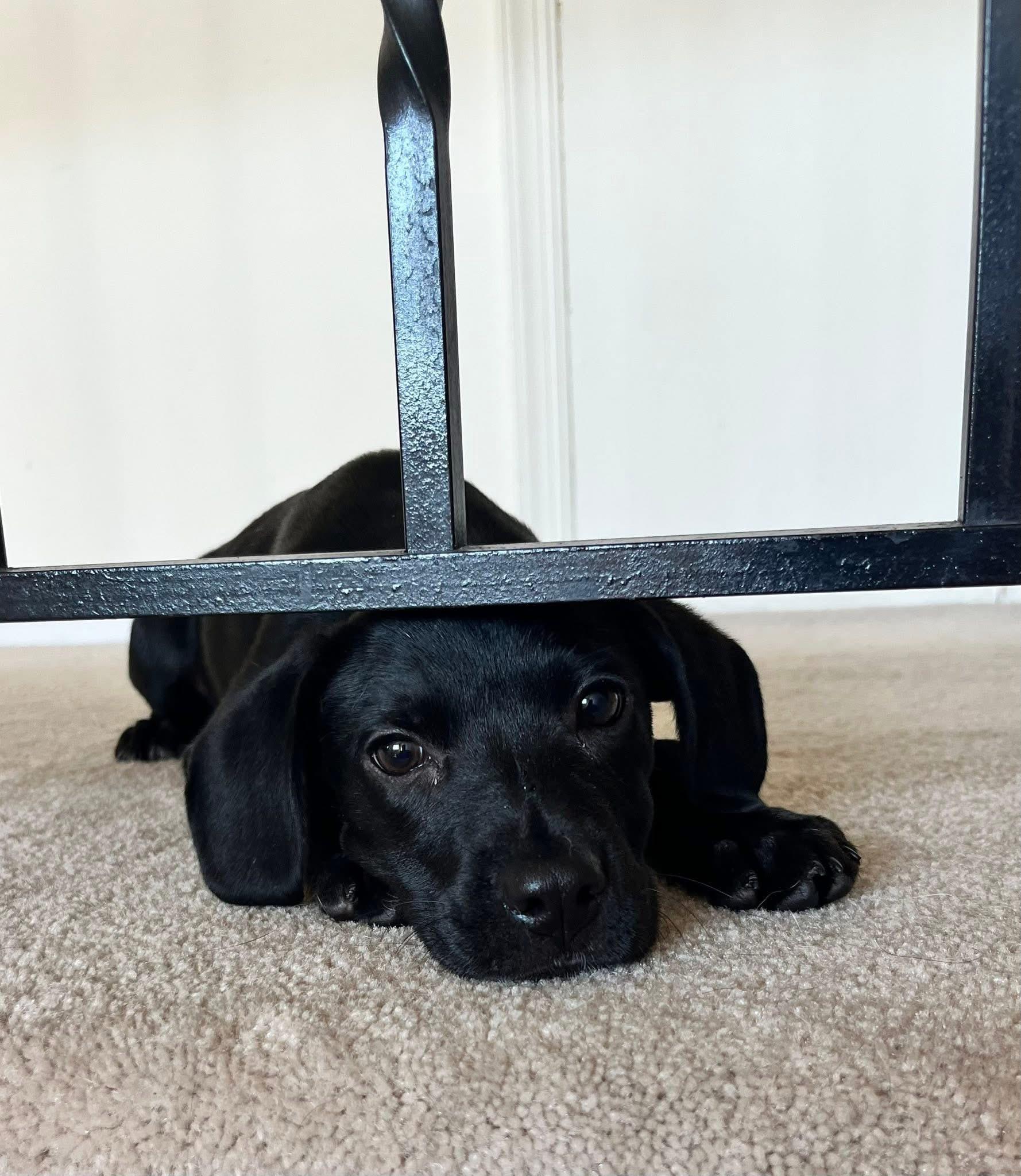 Pepper photo 4
