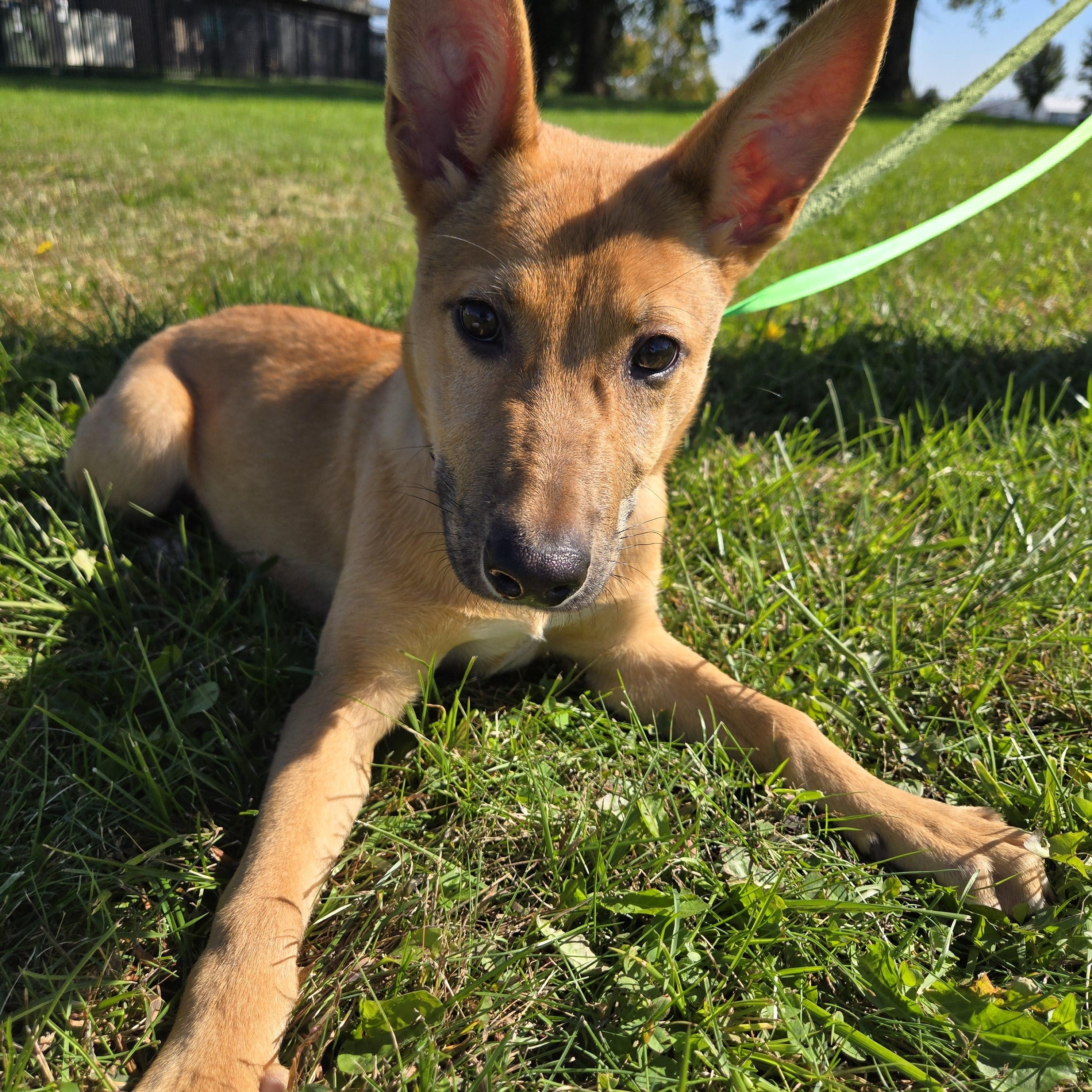 Enlarge Lotti, a Adoptable mixed breed in Valparaiso, IN image 2/3