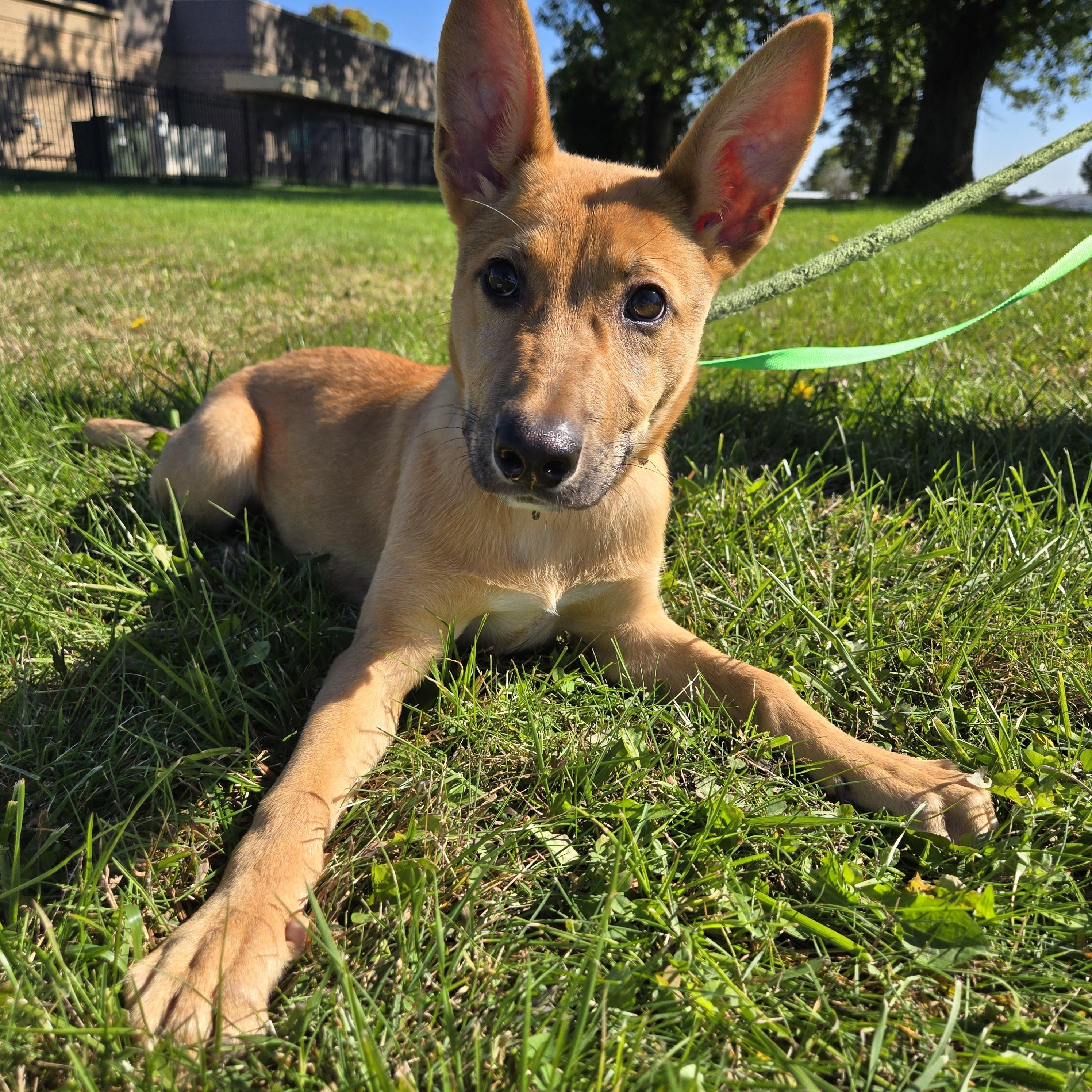Enlarge Lotti, a Adoptable mixed breed in Valparaiso, IN image 3/3
