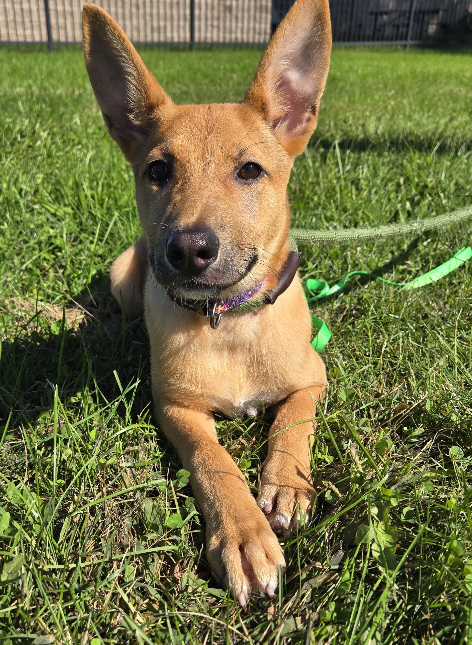 Enlarge Lotti, a Adoptable mixed breed in Valparaiso, IN image 1/3