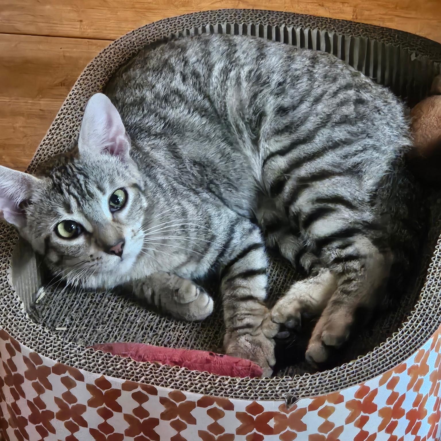 Xena, a ADOPTABLE Domestic Short Hair in Huffman, TX image 6/6
