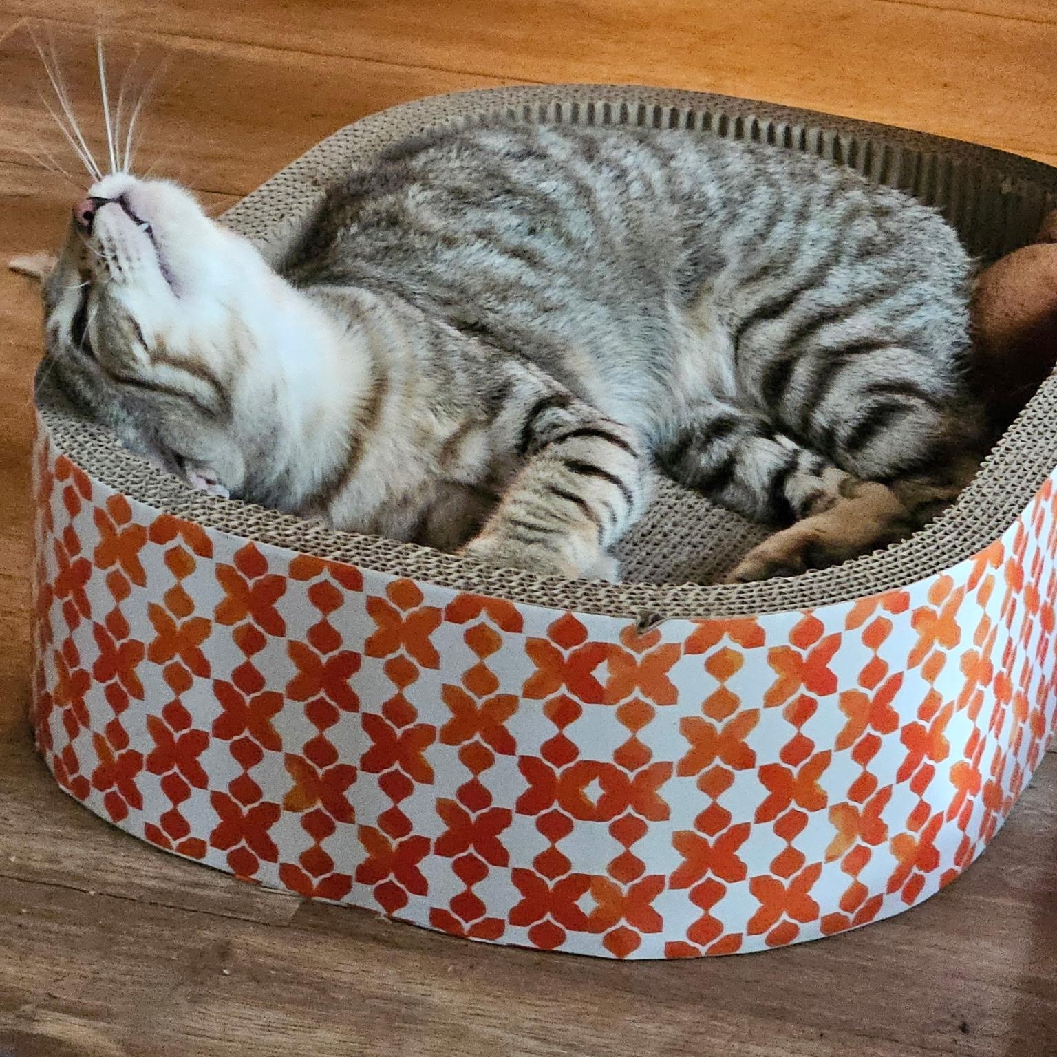 Xena, ADOPTABLE, Young Female Domestic Short Hair.