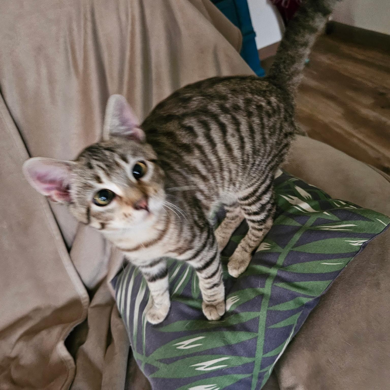 Xena, a ADOPTABLE Domestic Short Hair in Huffman, TX image 2/5