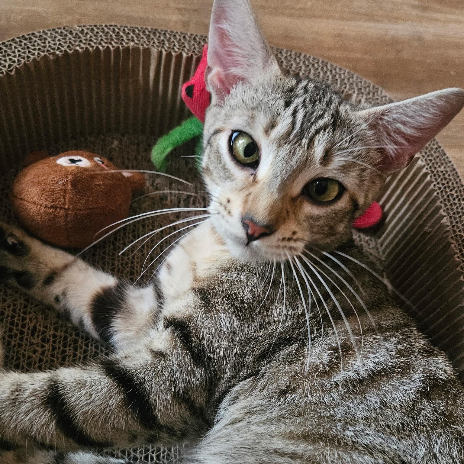Xena, a ADOPTABLE Domestic Short Hair in Huffman, TX image 5/6